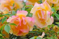 fortunes_double_yellow